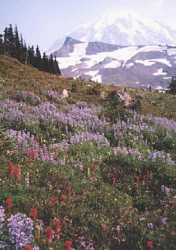 View of Mount Rainier from Spray Park with wildflowers (lupines and magenta paintbrush). Spray Park isn't part of the official Wonderland Trail, but in our opinion, it should be! Mt. Rainier and wildflowers viewed from Spray Park on the Wonderland Trail